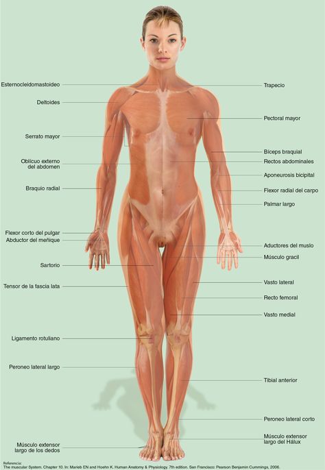 Delve into the female muscle anatomy through our illustration. Human Muscles Anatomy, Woman Muscle Anatomy, Muscle Anatomy Reference, Female Muscle Anatomy, Leg Muscles Anatomy, Women Anatomy, Woman Muscle, Anatomical Illustration, Women Muscle