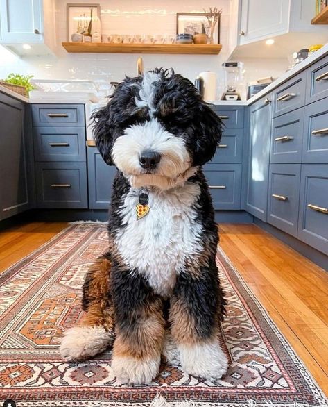 Bernese Mountain Dog Poodle, Bernadoodle Puppy, Mini Bernedoodle, Haircut Inspo, Bernedoodle Puppy, Doodle Puppy, Dog Mixes, Doodle Dog, Poodle Mix