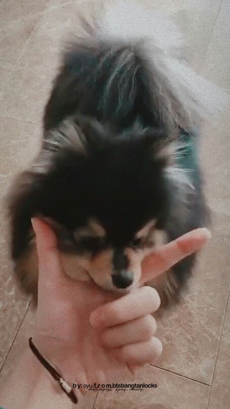 #V #YEONTAN Yeanton V, Yountan And V, Yountan Pic, Yeontan Cute Wallpaper, Yeontan Wallpaper, V Yeontan, Yeontan Pictures, Kim Yeontan, Bts Dogs