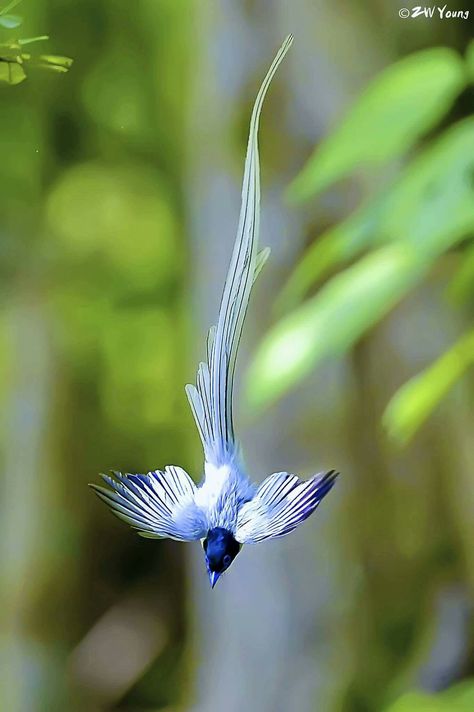 Asian Paradise Flycatcher Photographer by Zw Yang Bird Diving, Asian Birds, Paradise Flycatcher, Paradise Bird, Matka Natura, Most Beautiful Birds, Animale Rare, Haiwan Peliharaan, Airbrush Art