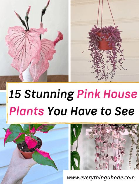 15 Stunning Pink House Plants For the Home Pink Living Room With Plants, Pink Indoor House Plant, Pretty Indoor Plants, Indoor Plants With Flowers, House Plants For Low Light, Plants With Pink Leaves, Pink Plants Outdoor, Pink And Sage Decor, Pink Monstera Plant