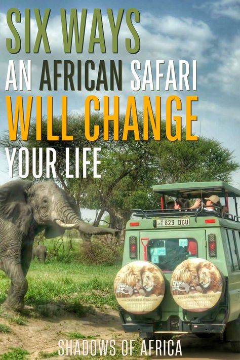 SIX WAYS AN AFRICAN SAFARI WILL CHANGE YOUR LIFE Zimbabwe Travel, Rwanda Travel, Volunteering With Animals, South Africa Itinerary, South Africa Vacation, Africa Culture, Africa Luxury, Travel Safari, Ethiopia Travel