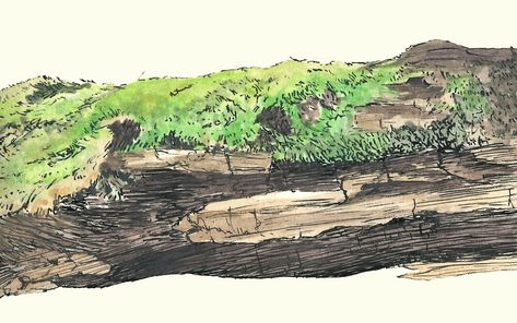 "Mossy Log" by Lizzie Kelso | Redbubble Mossy Log Illustration, Tree Log Drawing, Log Drawing, Mossy Log, Mushroom Paint, Wood Elf, Wall Art Canvas Prints, Art Stuff, Watercolor And Ink