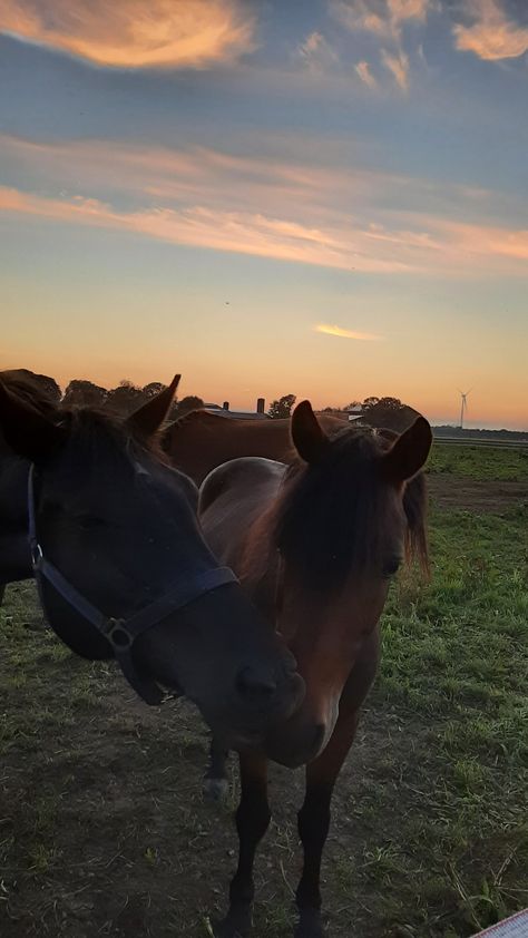 #horses #sunset #cute #aesthetic Ayla Core Aesthetics, Allyson Core Aesthetic, Aleigha Core, Alaina Core Aesthetic, Alaina Aesthetic, Alisa Core, Alyssa Core Aesthetic, Allison Core Aesthetic, Alaina Core