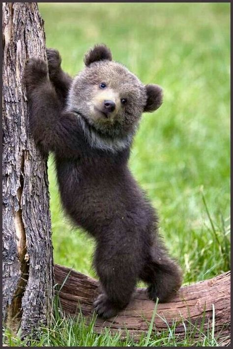 A Kodiak Bear Cub. "Adorable Baby Animals" تصنيف الحيوانات, Baby Black Bear, Photo Ours, Dekoratívne Vence, Black Bear Cub, Regnul Animal, Cele Mai Drăguțe Animale, Dangerous Animals, Bear Pictures