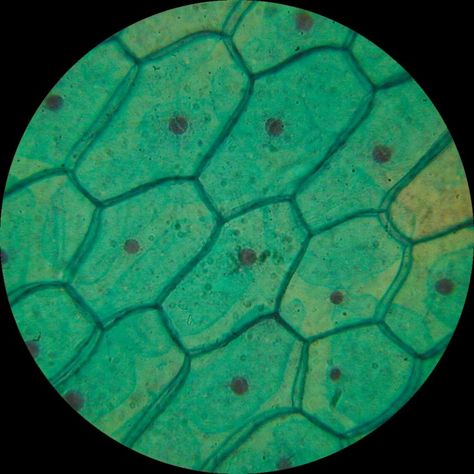 Cell , 8 Pictures Of Plant Cells Under A Microscope : Plant Cell Structure Under Microscope Plant Cell Picture, Plant Cell Structure, Microscope Art, Light Microscope, Microscopic Cells, Under Microscope, Plant And Animal Cells, Cell Organelles, Microscopic Images