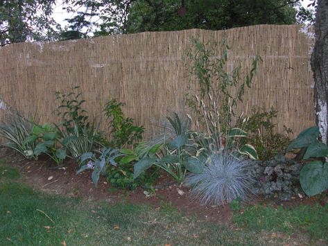 Chain Link Fence Cover, Chain Link Fence Privacy, Reed Fencing, Privacy Plants, Bamboo Fence, Covered Pergola, Backyard Inspiration, Chain Link Fence, Pergola Kits