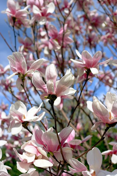 Spring Scenes, Tulip Magnolia, Dream Plants, Spring Scene, Magnolia Flower, Flowering Trees, Four Seasons, Magnolia, Flower Garden