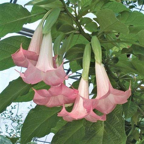 Angel's Trumpet, Angel Trumpet, Early Evening, Fragrant Plant, Nothing But Flowers, Flower Therapy, Late Spring, Pretty Plants, Exotic Flowers