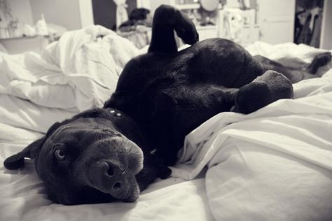 Black lab Huck gets caught sleeping on the bed... Black Lab Aesthetic, Lab Aesthetic, Sleepy Girl, Lab Puppies, Black Lab, Novel Writing, Dog Pictures, Labrador, Lab