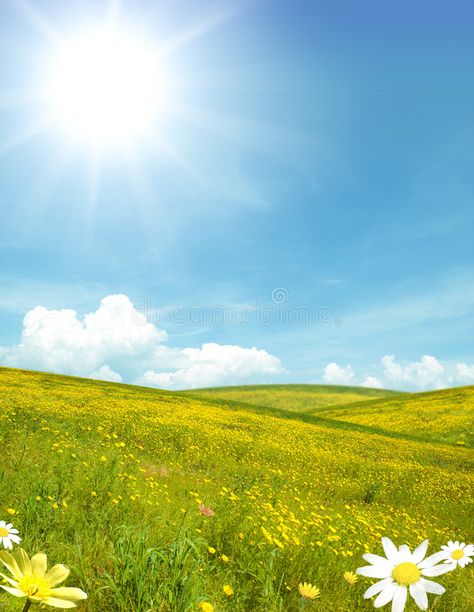 Sunny landscape. Sunny field with yellow flower , #Affiliate, #landscape, #Sunny, #field, #flower, #yellow #ad Sunny Landscape Painting, Sunny Painting, Sunny Background, Yellow Flower Field, Landscape Studies, Sunny Images, Sunny Field, Sunny Nature, Sunny Landscape