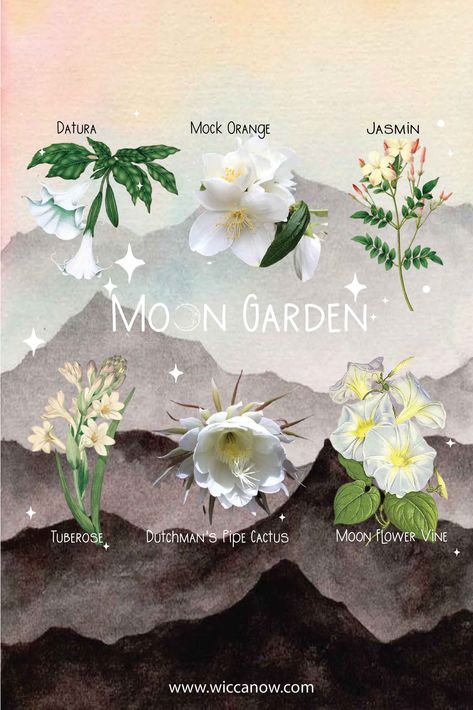 Moonlight Garden Aesthetic, Sun And Moon Garden Decor, Night Scented Flowers, Moon Flower Garden, Plants That Bloom At Night, Flowers Associated With The Moon, Night Blooming Garden, 12 Magical Nights, Night Blooming Plants