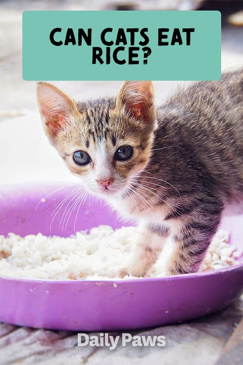 Even though cats have the ability to digest a little rice, that doesn't mean you should add it to your cat's diet. Learn more here. #petexplainers #whydoesmypet #whatcanmypeteat #catowner #dogowner #petowner #healthycat #healthydog #didyouknow Rice Cats, Cat Tricks, Chicken Gizzards, Cat Diet, Sick Cat, Cat Nutrition, Cat Hacks, Tiny Kitten, Human Food