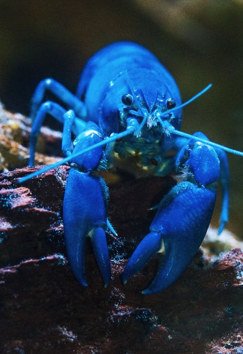 blue lobster photo – Free Sea life Image on Unsplash Blue Lobster, Free For Commercial Use, Download Free Images, Crab, Free Images, Blue