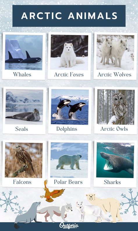 Arctic Habitat Project For Kids, Arctic Project, Arctic Birds, Habitat Diorama, Polar Bear Hunting, Arctic Owl, Arctic Habitat, Diorama Project, Animal Infographic