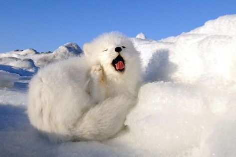 Arctic Foxes, National Geographic Photo Contest, Fox Nursery, Cut Animals, Arctic Animals, Arctic Fox, Wild Dogs, Animal Facts, Baby Fox