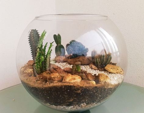 Dessert Terrarium, Desert Terrarium, Jungle Plants, Cactus Terrarium, Terrarium Bowls, Terrarium Ideas, Mid Century Boho, Air Purifying Plants, Terrarium Plants