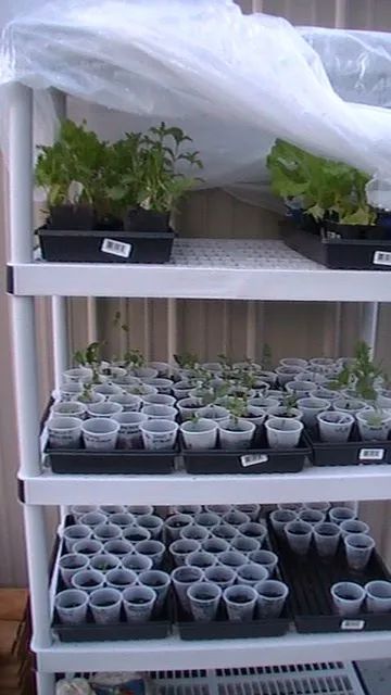 Mini Aquaponics, Diy Mini Greenhouse, Diy Greenhouse Plans, Aquaponics Diy, Indoor Greenhouse, Mini Greenhouse, Diy Greenhouse, Garden Greenhouse, Have Inspiration