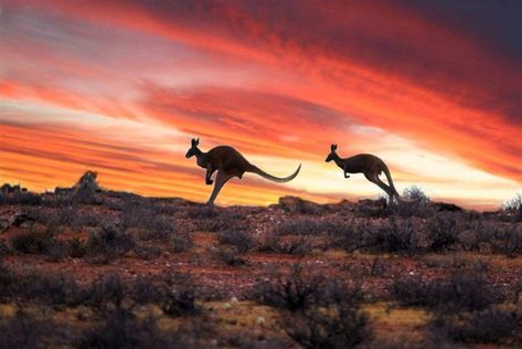 See kangaroos in the Outback of Australia. Travel To Australia, Australian Desert, Australia Landscape, Australian Outback, Outback Australia, Australian Flora, Flag Icon, Visit Australia, Travel Tours