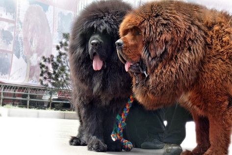 two tibetan mastiffs Tibetan Mastiff Dog, Expensive Dogs, Psy I Szczenięta, Tibetan Mastiff, Huge Dogs, Mastiff Dogs, Giant Dogs, English Mastiff, Large Dog Breeds