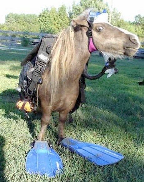 Top 10 Funny Animals in Scuba Diving Gear Funny Horse Memes, Horse Meme, Miniature Ponies, Horse Jokes, Funny Horse Pictures, Animal Captions, Horse Costumes, Horse Dress, Fantasy Horses