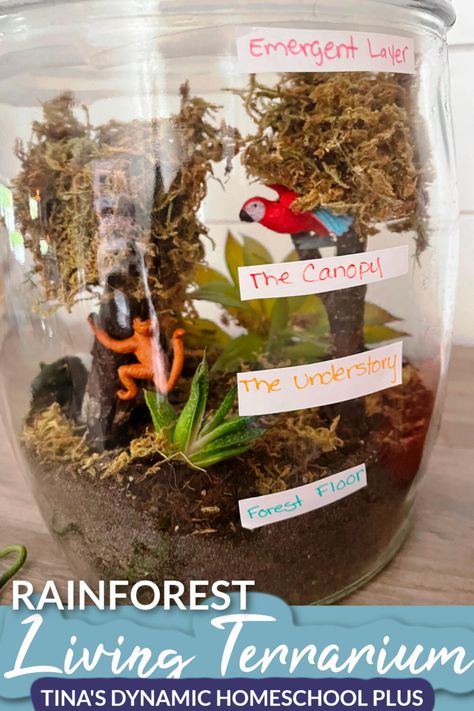 Science Activities For Kindergarten, Rainforest Diorama, Living Terrarium, Rainforest Preschool, Ecosystem Activities, Mini Ecosystem, Rainforest Crafts, Habitat Activities, Rainforest Project