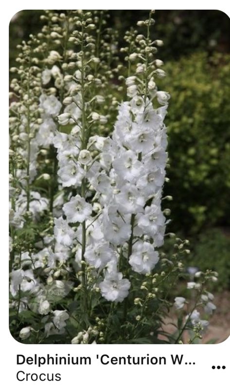 Structure Textiles, Delphinium Painting, Delphinium Plant, White Delphinium, Summer Flower Arrangements, Delphinium Flowers, Gladioli, Moon Garden, White Garden