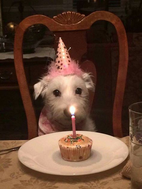 A Dog, Dogs, Birthday, Animals