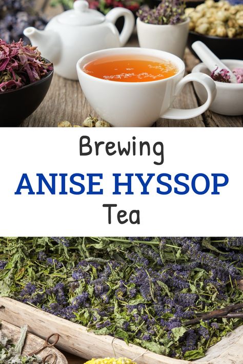 Anise Hyssop Tea, Anise Hyssop Tincture, Anise Hyssop Uses, Anise Hyssop Recipe, Hyssop Recipes, Anis Hyssop, Hyssop Benefits, Foraged Recipes, Tea Infographic