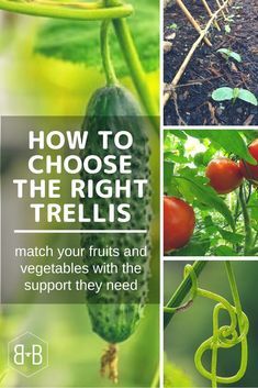 From types of trelli Vertical Vegetable Gardens, Gutter Garden, Hidden Vegetables, Types Of Tomatoes, Vertical Vegetable Garden, Types Of Herbs, Growing Pumpkins, Vertical Herb Garden, Trellis Plants