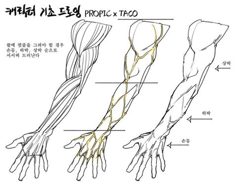 Taco Drawing, Arm Anatomy, Arm Drawing, Character Profiles, Anime Reference, Painting References, Anatomy Tutorial, Human Anatomy Drawing, Body Drawing Tutorial