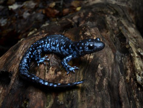 Name: Blue-Spotted Salamander (Ambystoma laterale); Range: NE US & Canada; Status: Least Concern Amazing Frog, What A Beautiful World, Vivarium, Animal Wallpaper, Wildlife Art, Amphibians, Beautiful World, Animal Photography, Reptiles