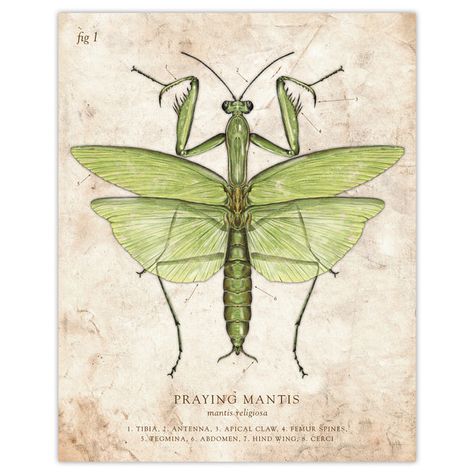 Praying Mantis Illustration, Mantis Illustration, Entomology Illustration, Mantis Tattoo, Insect Anatomy, Illustration Styles, Cool Bugs, Bio Art, Bug Art