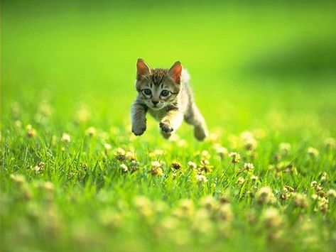 lovely Cat Wallpaper, A Cat, A Small, Running