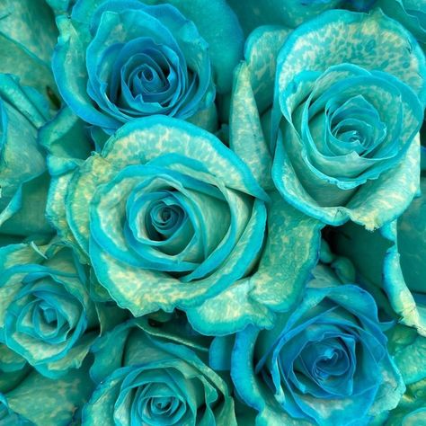 Intoxicating colors on real roses! ✨ Our floriculture experts use a variety of artisanal techniques — including dyes, paints, stains, and natural cross-breeding methods — to achieve a full color spectrum. Shop real multicolor roses here to find teals with all the feels, along with tie-dye, metallic shimmers, and many other exotic colors. Roses Delivery, Snow Rose, Blue Roses Wallpaper, Rose Delivery, Rare Roses, Fresh Flower Bouquets, Fresh Flower Delivery, Teal Flowers, Flower Care