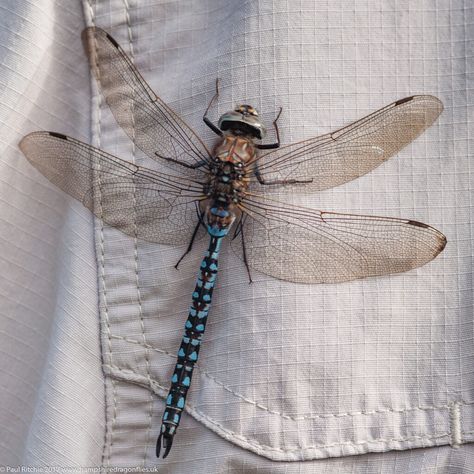 Azure Hawker - British Dragonfly Society Male Blue Eyes, Dragonfly Habitat, Cool Bugs, Beautiful Bugs, Insect Art, Pics Art, Nature Aesthetic, Narnia, Brown Eyes