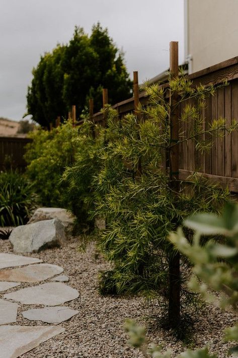 A new podocarpus hedge provides a lush backdrop to the neutral tones and adds some privacy from the neighbors. See more of this project on our site! #landscapedesign #gardendesign #frontyardideas Front Yard Hedges Privacy, Rear Yard Landscaping, Podocarpus Landscaping, Ojai House, Podocarpus Hedge, Front Yard Hedges, Hedges Landscaping, Bar Casa, Privacy Hedge