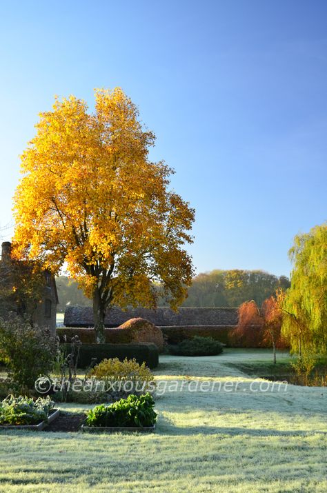 Bed Plants, Liriodendron Tulipifera, Tulip Tree, Large Trees, Legend Of Sleepy Hollow, Washington Irving, Sleepy Hollow, Image Fun, Big Tree