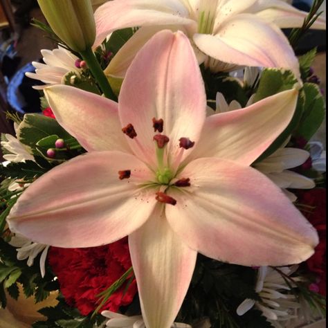 Stargazer Lilies from my hubby!!! Lillies Flowers, Pink Drawing, Stargazer Lily, Favorite Flower, My Hubby, Flowers Pink, Drawing Tips, Tattoos And Piercings, Fun Stuff