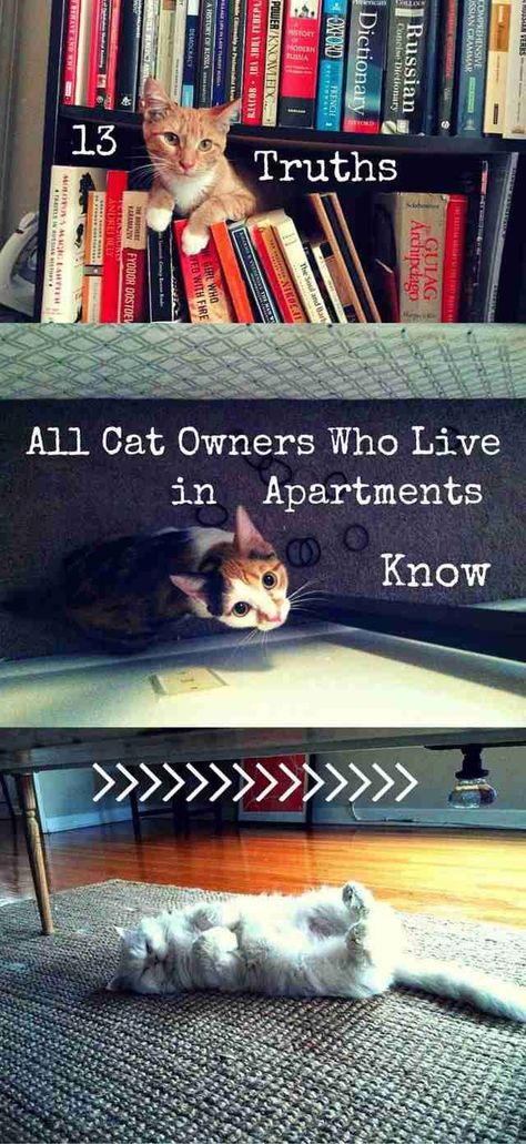 Cat Apartment, Apartment Pet, Living With Cats, Cat Essentials, Cat Hacks, Owning A Cat, Cat Garden, About Animals, Curious Cat