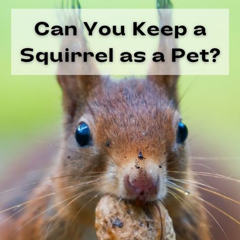 Is it legal to keep squirrels as pets in your area? If so, here is a list of squirrel species people are allowed to own and raise. Indoor Squirrel Habitat, Pet Squirrel Cage Ideas, Squirrel Cage Ideas, Squirrel Playground, Squirrel Habitat, Baby Squirrel Care, Indian Squirrel, Squirrel Species, Pet Squirrel