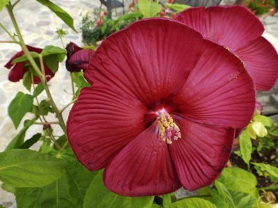 Hardy Hibiscus Care, Hardy Hibiscus Plant, Perennial Hibiscus, Hibiscus Bush, Growing Hibiscus, Hibiscus Tree, Hibiscus Garden, Hardy Hibiscus, Blue Lotus Flower