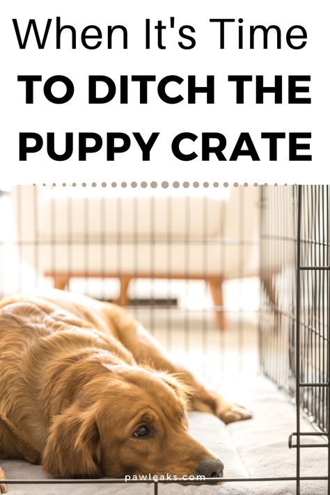 English Labrador, Crate Training Puppy, Puppy Crate, Dog Fails, Rottweiler Love, Puppy Proofing, Dog Behavior Problems, House Training Dogs, Pet Ideas