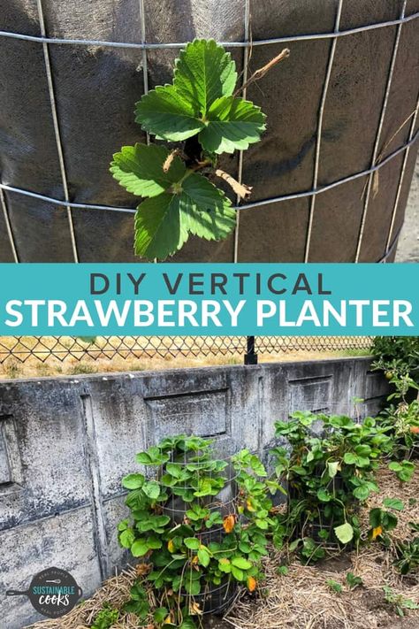 Learn how to make a Vertical Strawberry Planter with just a few affordable supplies. These DIY strawberry towers are PVC-free and are perfect for small gardens, balcony gardens, and greenhouse planting. You'll love how simple it is to make these long-lasting strawberry planters so you can grow your own organic berries. #strawberryplanters #growingstrawberries Diy Vertical Strawberry Planter, Strawberry Planter Ideas Diy, Diy Strawberry Tower, Hawaii Gardening, Vertical Planter Diy, Vertical Strawberry Planter, Strawberry Planter Ideas, Strawberry Trellis, Strawberry Container