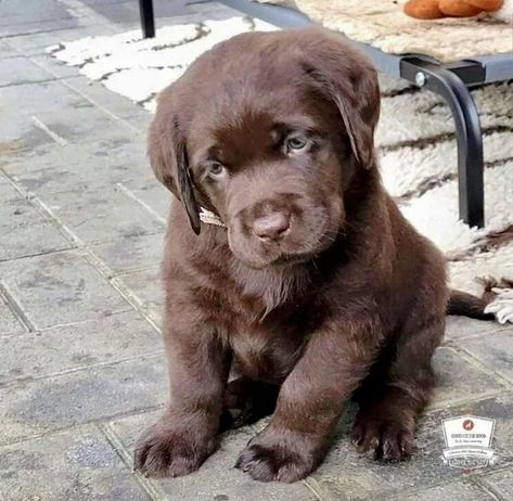 Cute Labrador Puppies, Big Dogs Breeds, Biggest Dog In The World, Funny Dog Signs, Biggest Dog, Cute Fluffy Dogs, Chocolate Lab Puppies, Very Cute Puppies, Brown Puppies