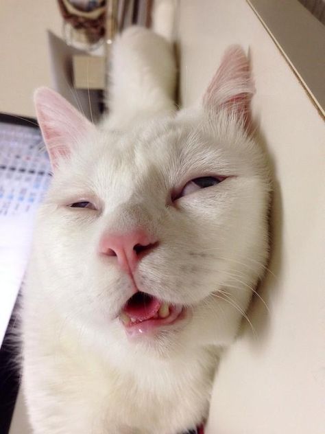 Setsu-Chan when he falls asleep. | The 41 Most Awkward Cats Of 2014 Game Mode, Cute Cat Wallpaper, Komik Internet Fenomenleri, 영감을 주는 캐릭터, Happy Cat, Funny Animal Pictures, 귀여운 동물, Beautiful Cats, Karakter Anime