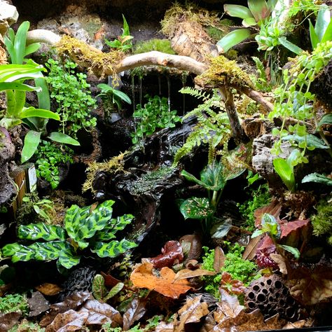 Dart Frogs Terrarium, Dart Frogs Vivarium, Dart Frog Vivarium Waterfall, Bioactive Vivarium Frog, Dart Frog Enclosure, Poison Dart Frog Vivarium, Waterfall Vivarium, Bioactive Crested Gecko Tank, Arboreal Vivarium