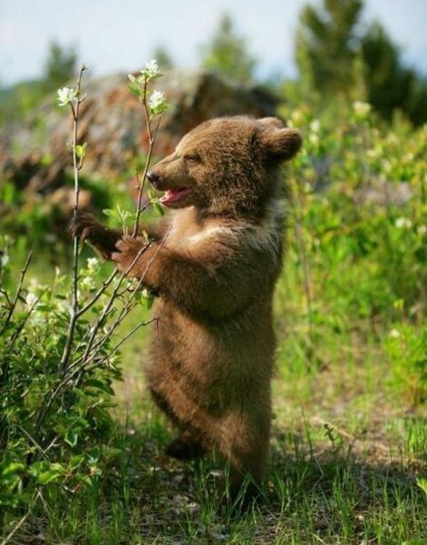 Is There Berries for Baby Bear? Photo Ours, Animal Reference, Bear Pictures, Bear Cubs, Animal Tattoos, Sweet Animals, Animal Planet, Baby Bear, Animal Photo