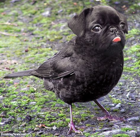 Bird Dog Mashups Show DNA Just Won't Splice -  #birds #dogs #mashup #weird Science, Animals, Black