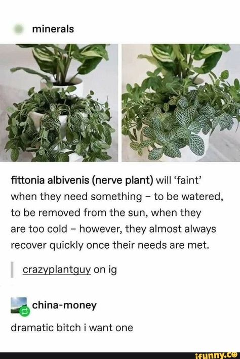 Minerals fittonia albivenis (nerve plant) will 'faint' when they need something to be watered, to be removed from the sun, when they are too cold however, they almost always recover quickly once their needs are met. crazyplantguy on ig dramatic bitch i want one - iFunny :) Nerve Plant, Pretty Plants, Plant Mom, Plant Lady, Cool Plants, Nerve, My New Room, Plant Life, Green Thumb